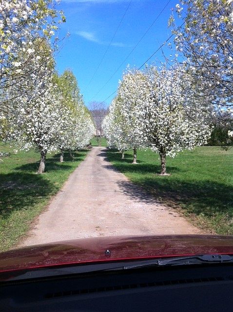 Driveway in Spring