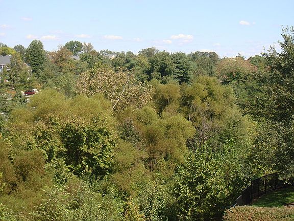 View from French Doors