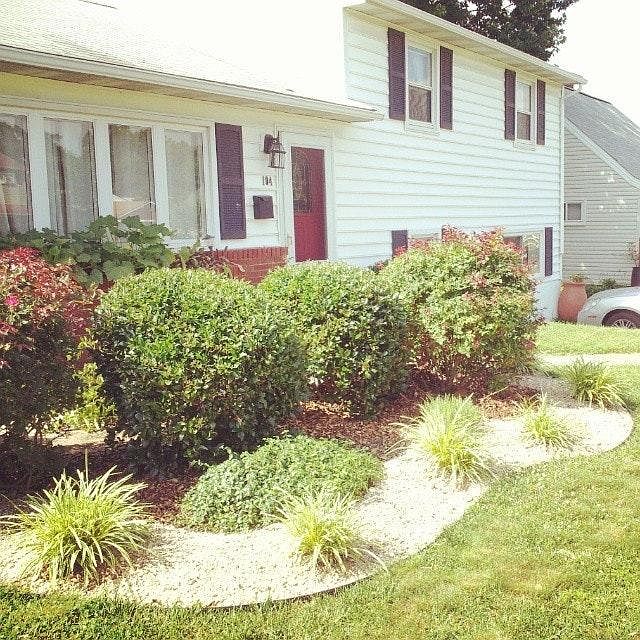 House front with rose bushes