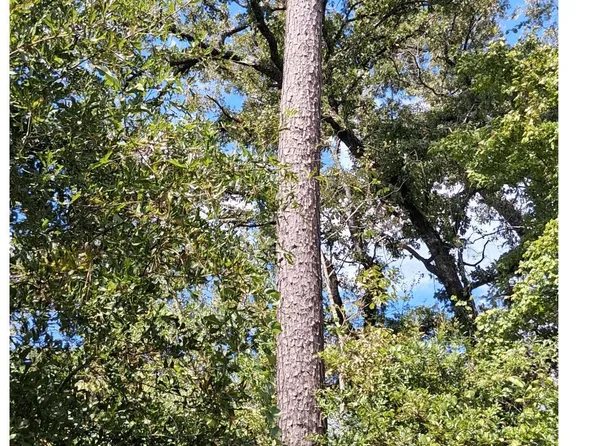 0 Fm 357, Apple Springs, TX 75926