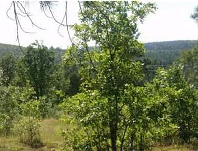 2nd image of Petersen Ln