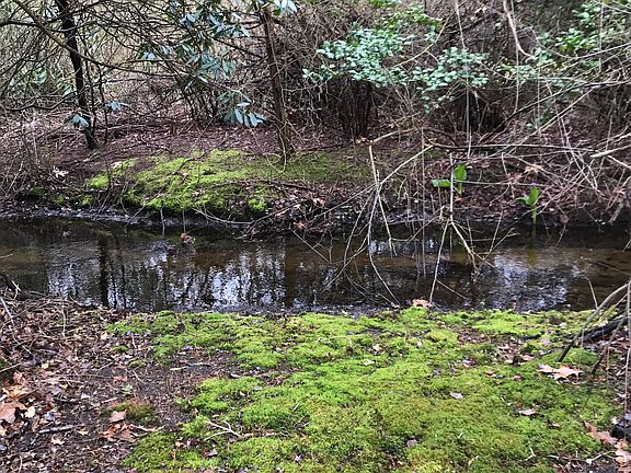 The brook @ 15 Brookside