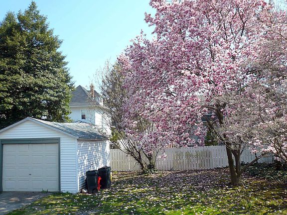 Magnolia in bloom