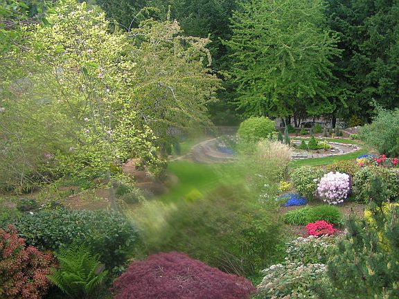 Back yard