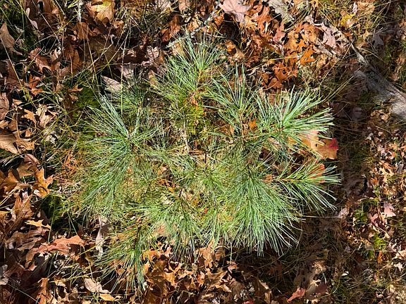 5th image of PARCEL 11 E County Line Rd