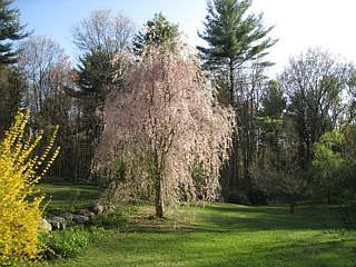 yard