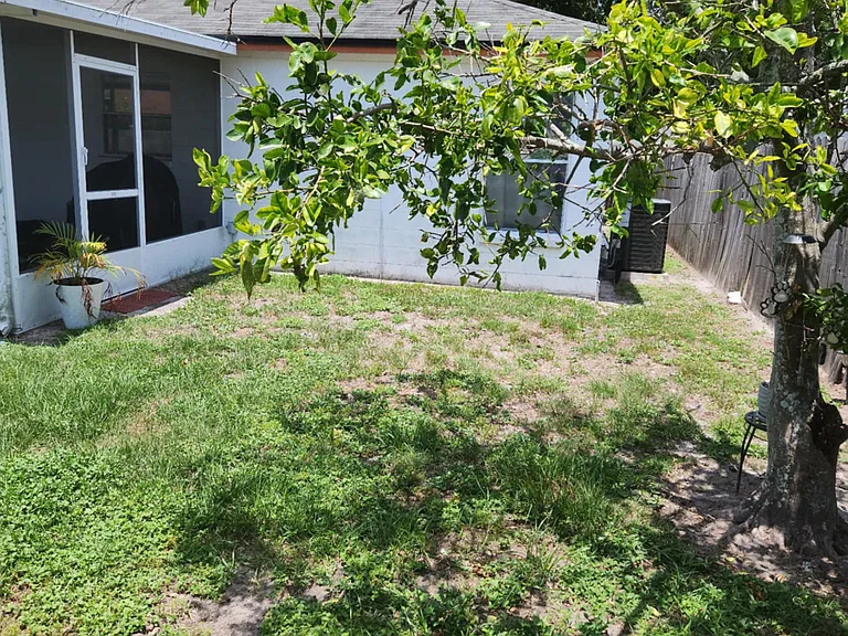 backyard picture from other side near grapefruit tree