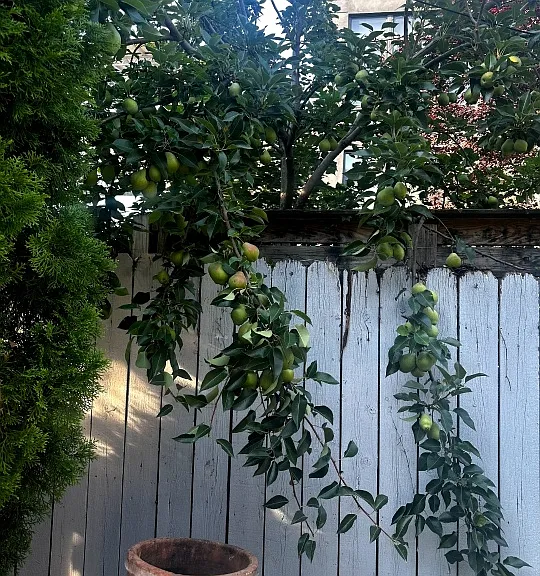 653 De Graw St #1 — Photo 8