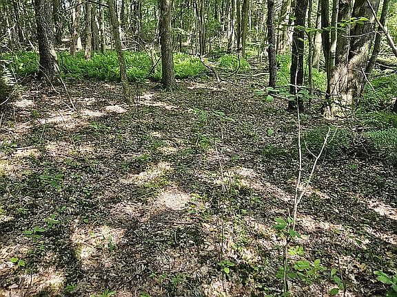 Ferns along a trail