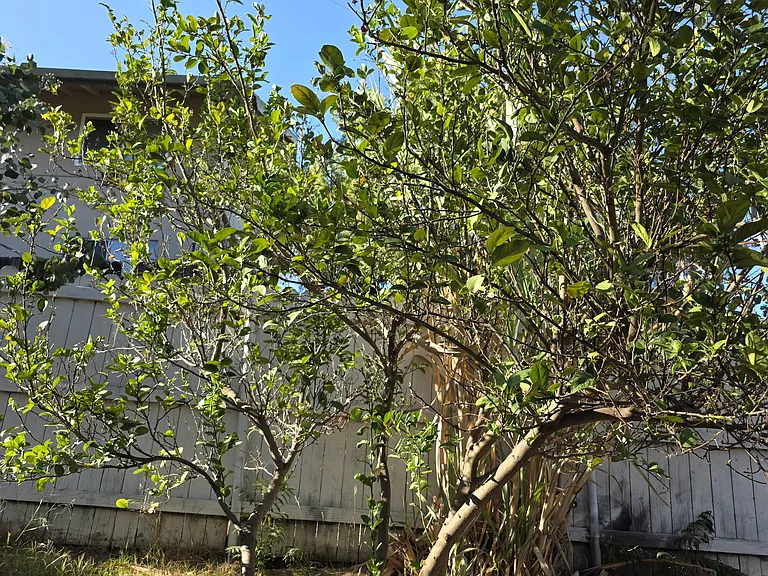 215 Almond St — Photo 38