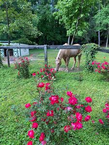 14100 Freemanville Rd, Milton, GA, 30004