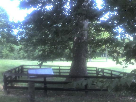 Spring House and Sycamore