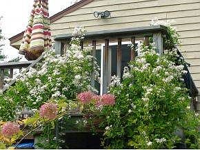 Clematis and hydrangea by deck