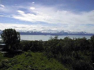 2nd image of L3 B7 Fireweed