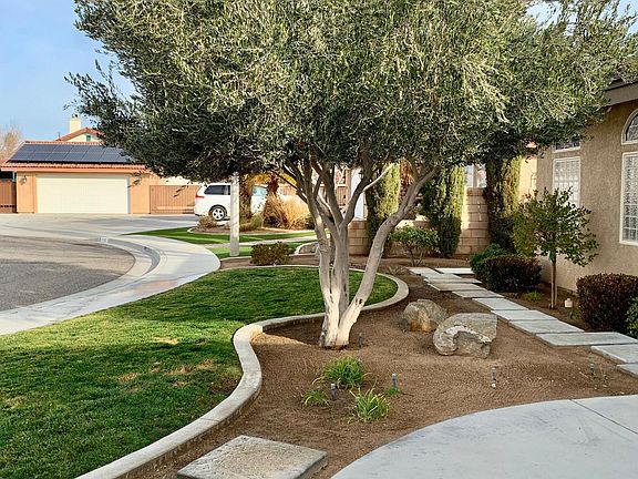 Olive Tree in the front yard