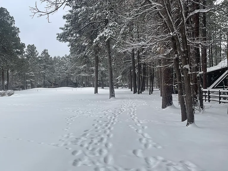 Deep Forest Dr — Photo 56