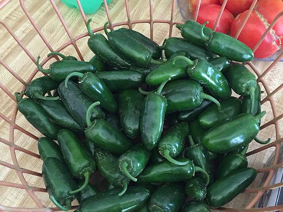 Chilies grown in garden