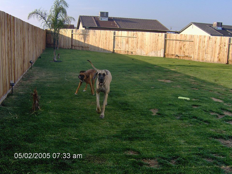part of back yard