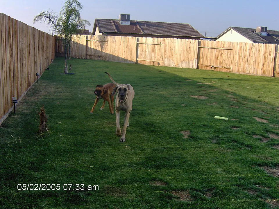 part of back yard