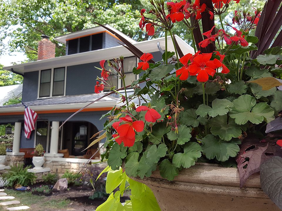 House Street - Flower View