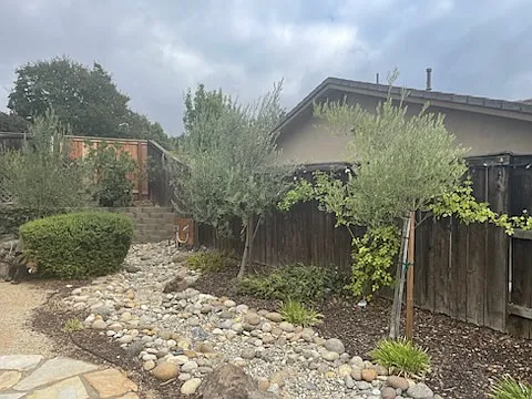 Back yard