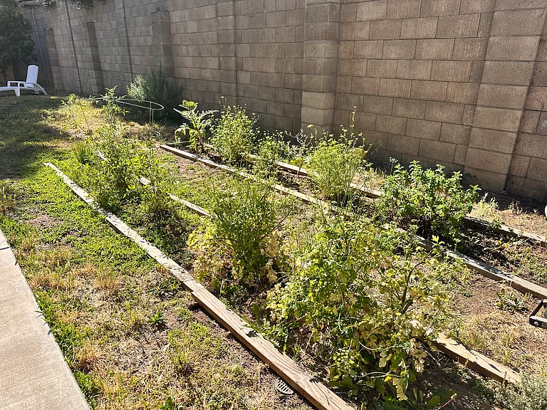 Backyard - Garden Area