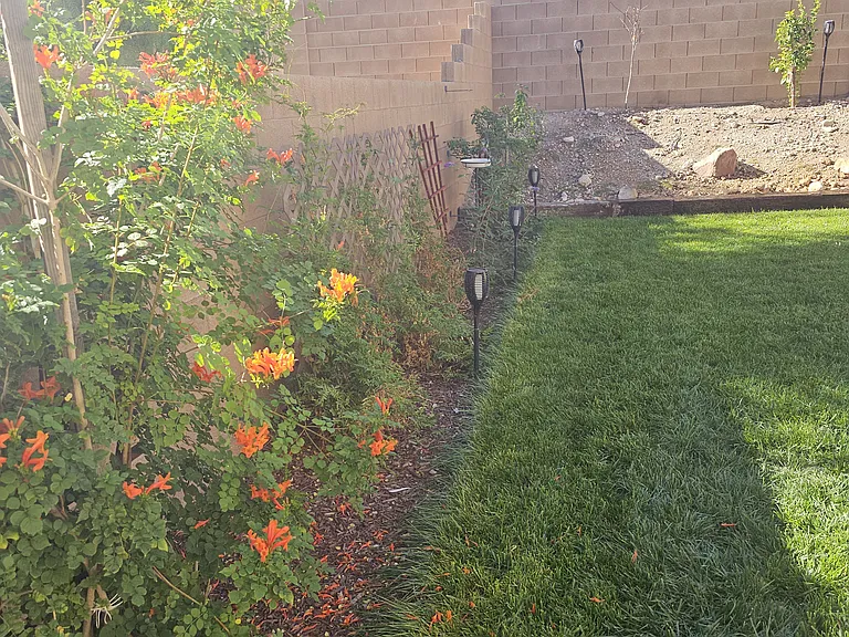 Honey Suckle, Yellow Bells, Jasmine and Creeping Rose Bush