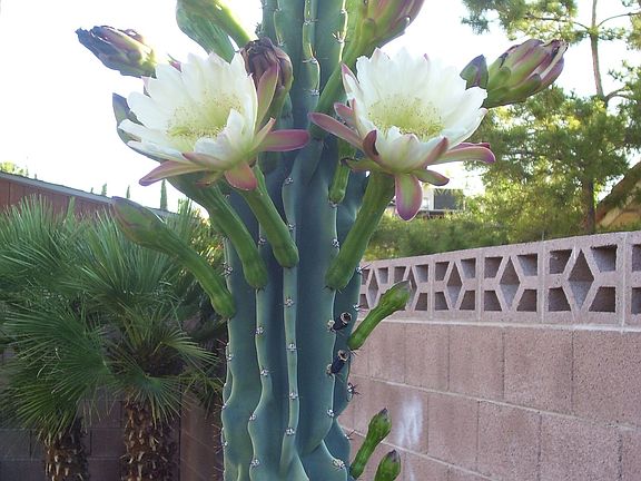 SW Beauty in Front Yard