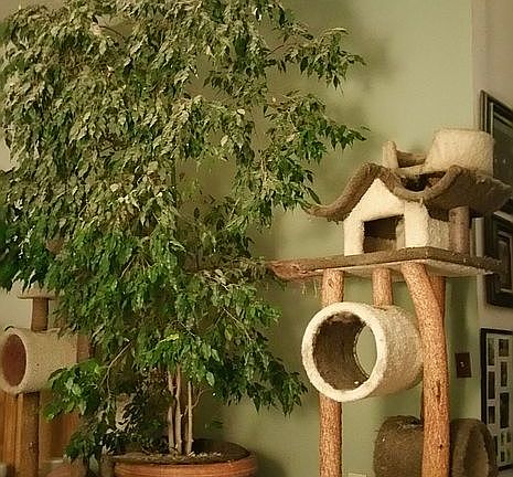 inside MBR with living tree