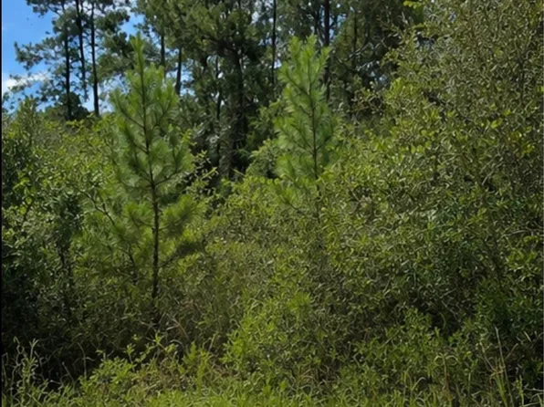 104 Antlers Way, Georgetown, SC 29440