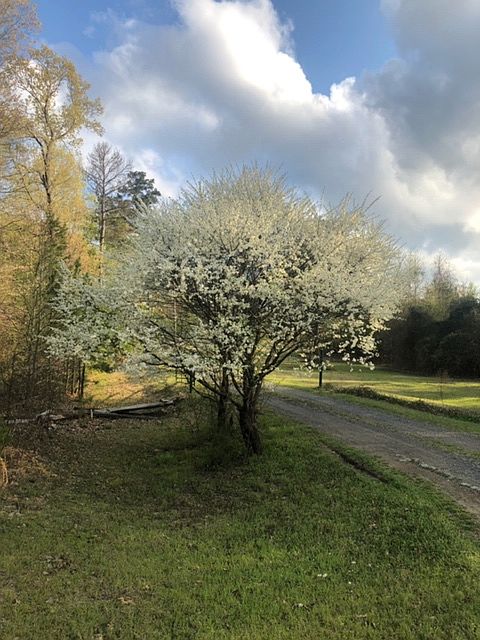 Spring here is awesome.