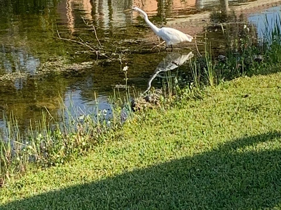 Wild life in your back yard