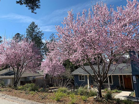5th image of 610 Pinecone Dr