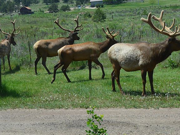 Elk herd 