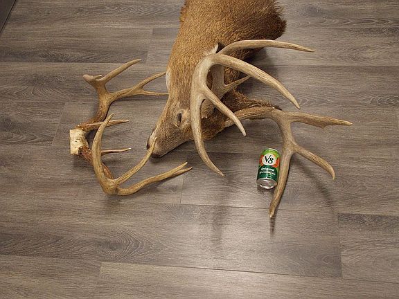 Bucks harvested on land