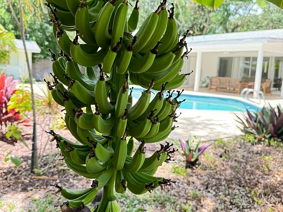 ... and yes, no tropical home would be complete without bananas ...