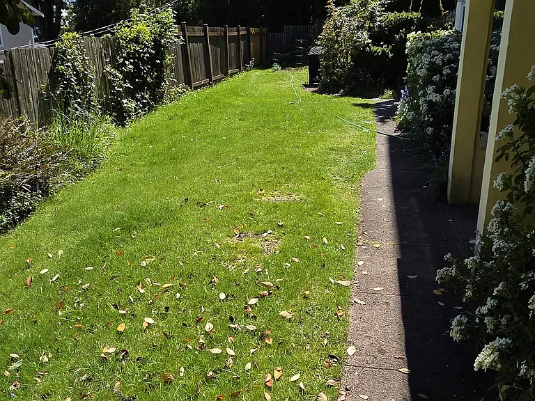 Backyard.