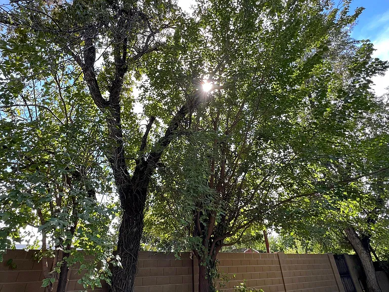 4239 E Flower St — Photo 10