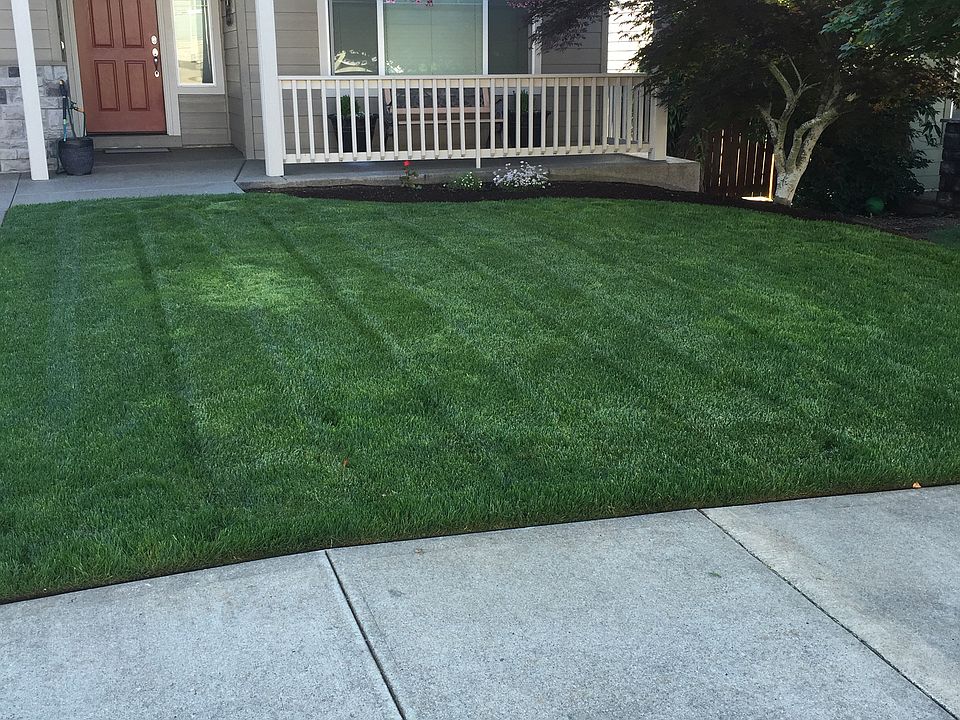 Front Yard