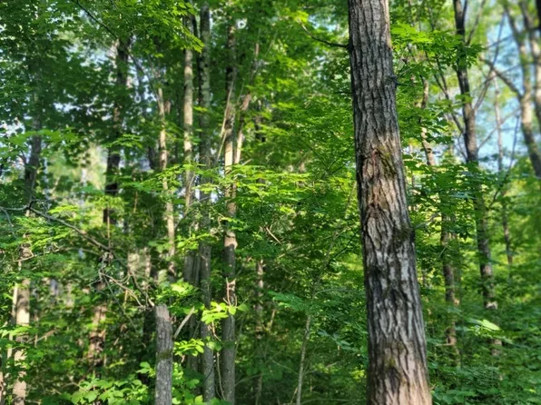 On Daisy Lane, Ojibwa, WI 54862