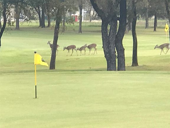 3rd image of 7038 Golf Dr