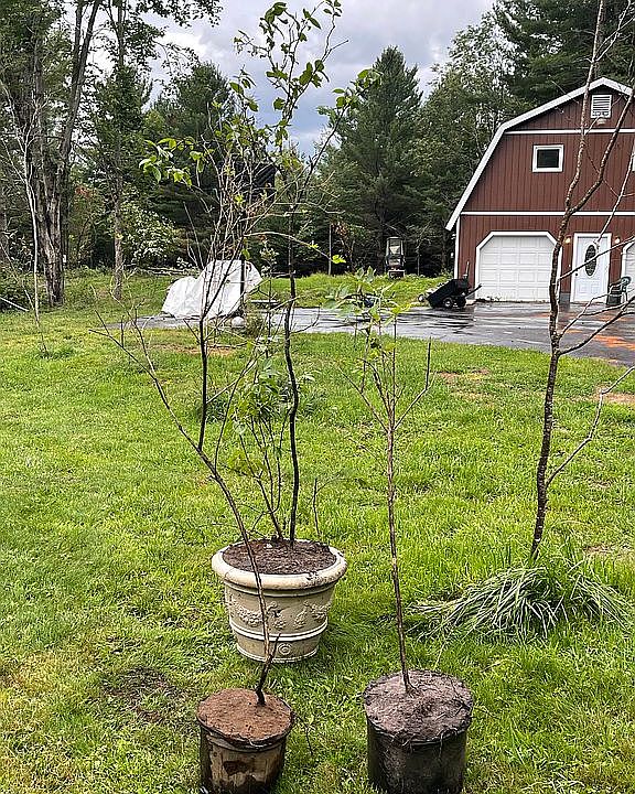 2nd image of 2 Spruce Cir