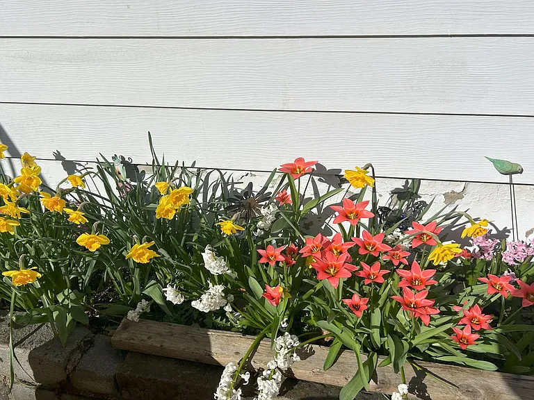 flowers in the back