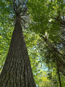 50-52A-54 Old County Road, Sedgwick, ME, 04676