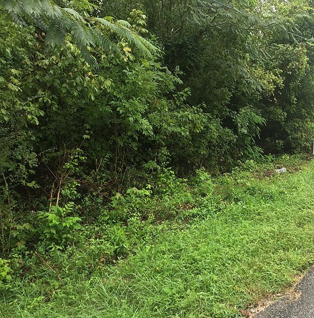 1st image of 225 Johnson Ave