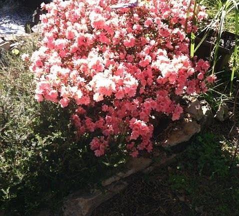 Perennials planted all around the house.