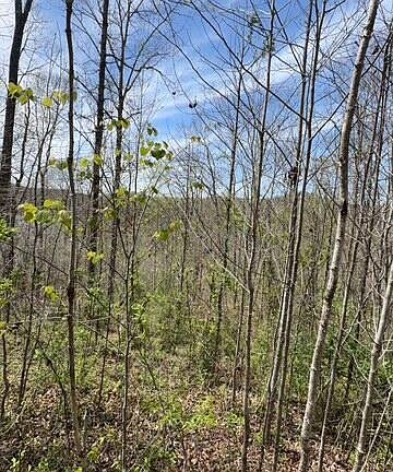2nd image of Indian Creek Rd Lot 11