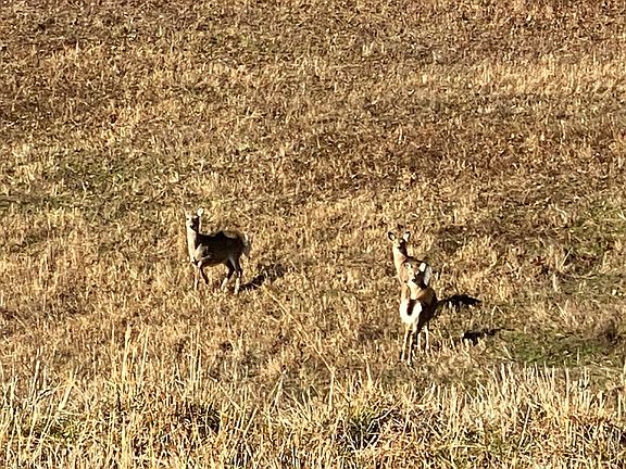 A few of the locals being nosey