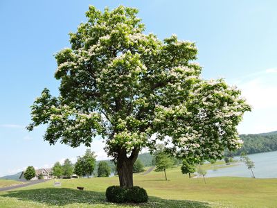 Crown Pointe Rd Lot 33, Lafollette, TN, 37766