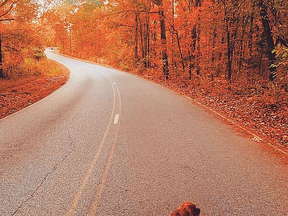 street view in fall 